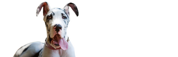 schwarzweiße Dänische Dogge mit heraushängender Zunge