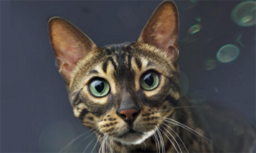 Un gato mirando al espectador, con varios alérgenos agrupados alrededor del lado izquierdo de su cabeza.
