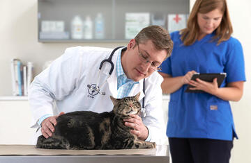 veterinarian-examining-striped-cat