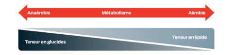 Une échelle du métabolisme, de l'anaérobie à l'aérobie. Plus votre chien est anaérobie, plus il brûlera de glucides ; plus il est aérobie, plus il brûlera de graisses. Le point médian de ce graphique correspond à une répartition 50/50.