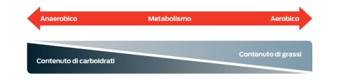 Una scala del metabolismo, da anaerobico ad aerobico. Più il tuo cane è anaerobico, più carboidrati brucerà; più è aerobico, più grassi brucerà. Il punto medio di questo grafico è una divisione 50/50.