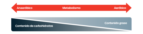 Metabolismo