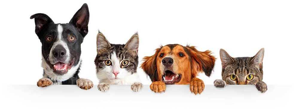 Dogs and cats looking over screen